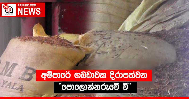 අම්පාරේ ගබඩාවක දිරාපත්වන “පොලොන්නරුවේ වී”