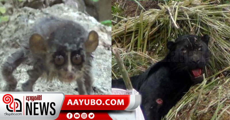 වඳවී යාමේ තර්ජනයට ලක්ව සිටින ලංකාවේ සතුන් දෙදෙනෙක් අද හමුවෙයි