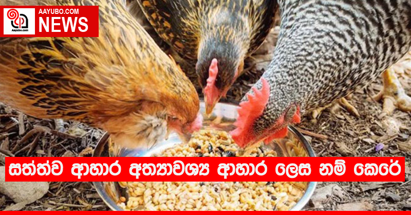 සත්ත්ව ආහාර අත්‍යාවශ්‍ය ආහාර ලෙස නම් කෙරේ