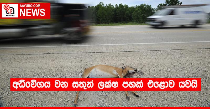 අධිවේගය වන සතුන් ලක්ෂ පහක් එළොව යවයි
