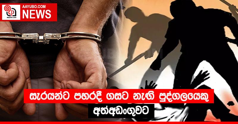 සැරයන්ට පහරදී ගසට නැඟි පුද්ගලයෙකු අත්අඩංගුවට