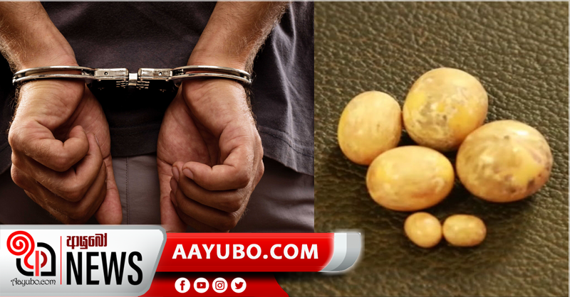 කෝටියකට අධික වටිනාකමින් යුත් ගජමුතු 6ක් සමඟ සැකකරුවකු අත්අඩංගුවට