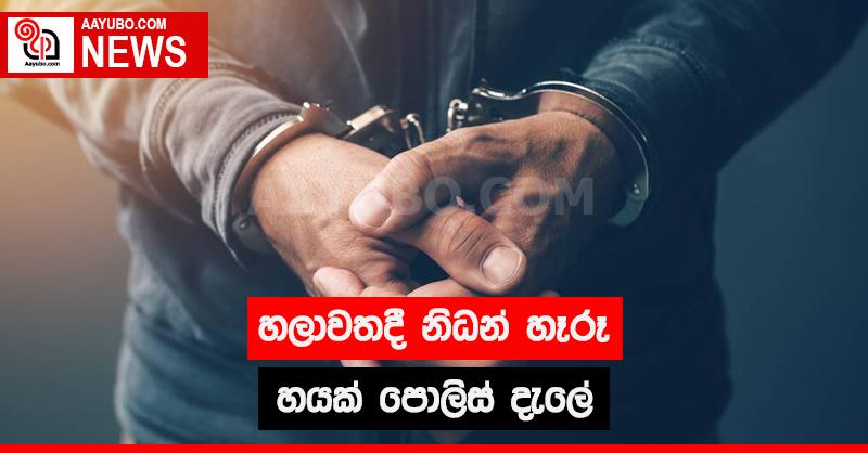 හලාවතදී නිධන් හෑරූ හයක් පොලිස් දැලේ