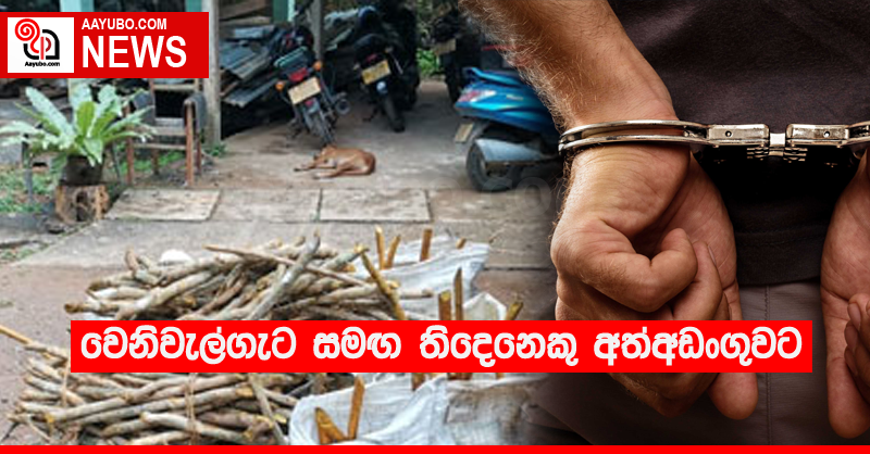 වෙනිවැල්ගැට සමඟ තිදෙනෙකු අත්අඩංගුවට