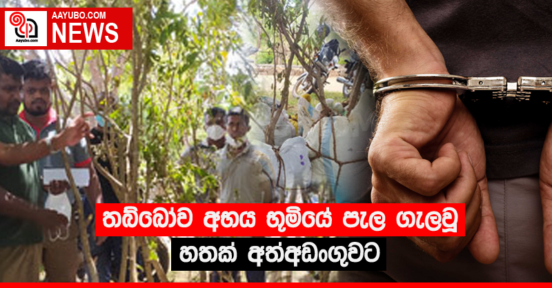 තබ්බෝව අභය භූමියේ පැල ගැලවූ හතක් අත්අඩංගුවට