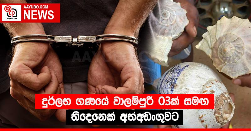දුර්ලභ ගණයේ වාලම්පුරි 03ක් සමඟ තිදෙනෙක් අත්අඩංගුවට