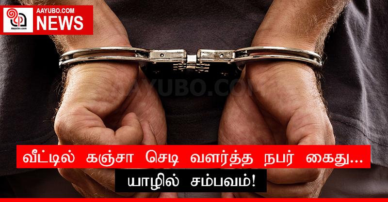 வீட்டில் கஞ்சா செடி வளர்த்த நபர் கைது... யாழில் சம்பவம்!