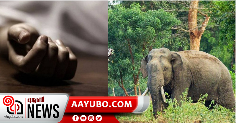 පන්සලේදී  වනඅලි ප්‍රහාරයකින් දරුවෙකු  මරුට