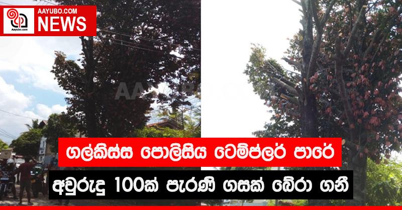 ගල්කිස්ස පොලිසිය ටේම්ප්ලස් පාරේ අවුරුදු 100 ක් පැරණි ගසක් බේරා ගනී