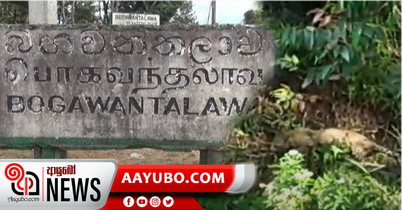 කොටියෙකු මද්දකට හසුවෙයි (VIDEO)