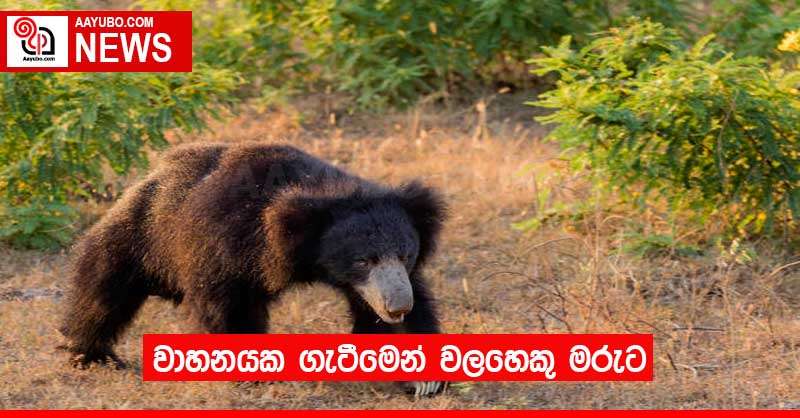 වාහනයක ගැටීමෙන් වලහෙකු මරුට