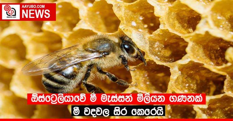 ඕස්ට්‍රේලියාවේ මී මැස්සන් මිලියන ගණනක් මී වදවල සිර කෙරෙයි