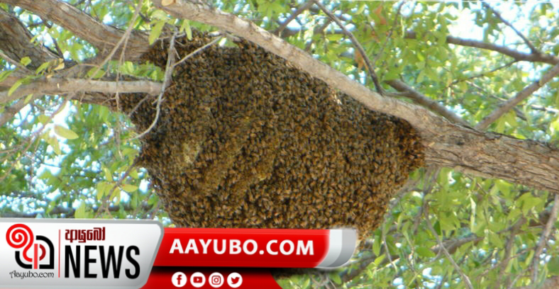 බඹර ප්‍රහාරයකට ලක්වූ පුද්ගලයෙකුගේ නාසයෙන් බඹරුන් 11ක් ඉවත්කෙරේ