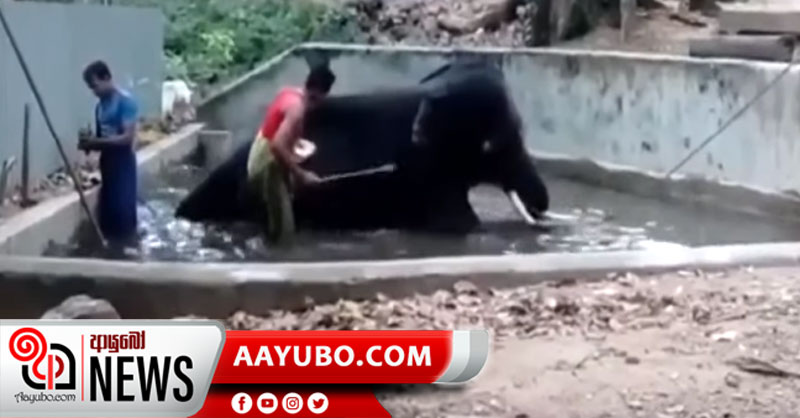 මියන්කුමාරට පහර දෙන බව කියන වීඩියෝවට බෙල්ලන්විල විහාරාධිපති හිමියෝ අභියෝග කරයි ( VIDEO)