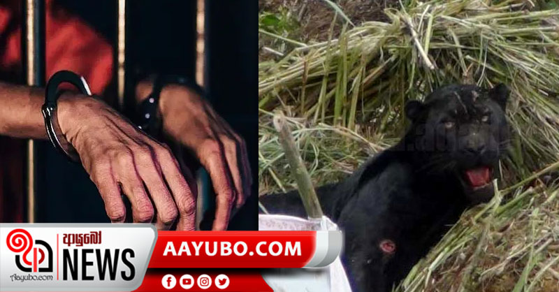 කළු කොටියාට මන්ද ඇටවූ සැකකරු අත්අඩංගුවට