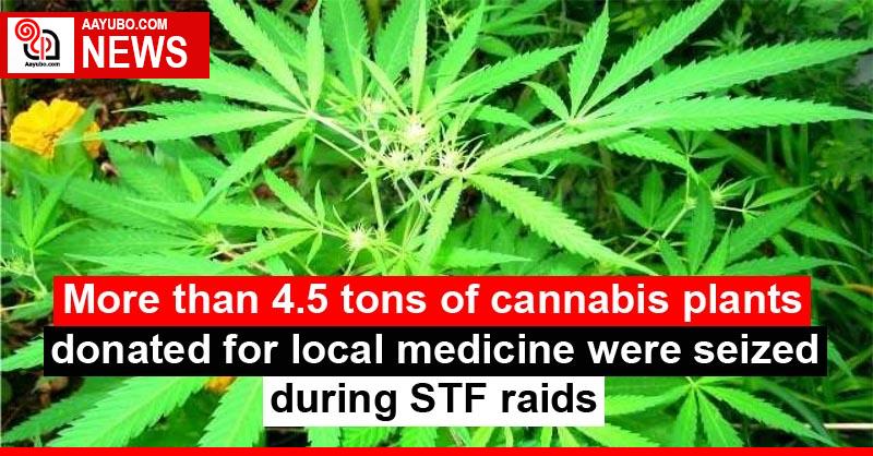 More than 4.5 tons of cannabis plants donated for local medicine were seized during STF raids
