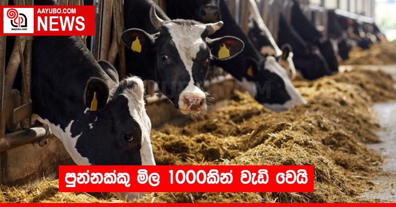 පුන්නක්කු මිල 1000කින් වැඩි වෙයි