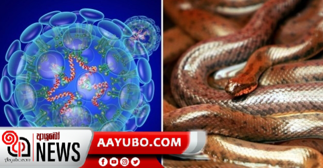 මාරාන්තික වෛරසයට මුල " නාගයින්" බව හෙළිවේ