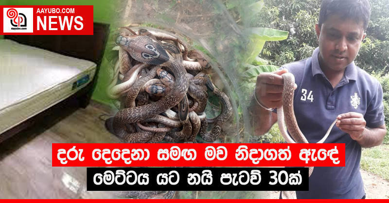 දරු දෙදෙනා සමඟ මව නිදාගත් ඇඳේ මෙට්ටය යට නයි පැටව් 30ක්