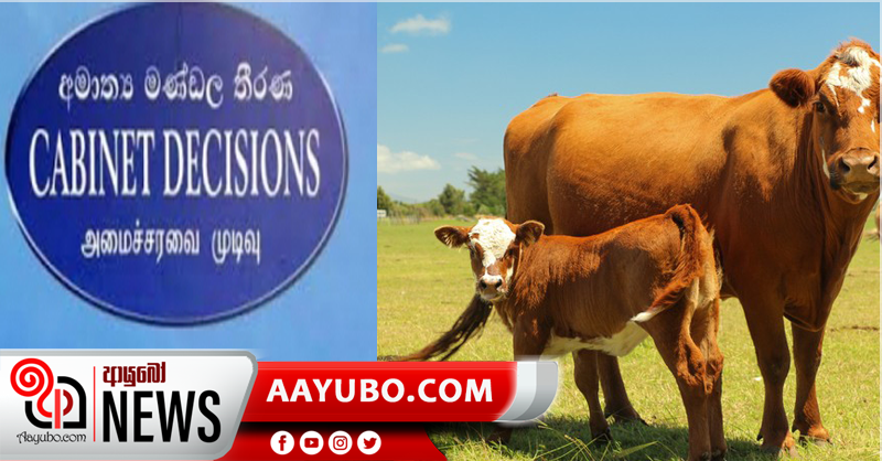 ගව ඝාතන නීති සංශෝධනයට කැබිනට් අනුමැතිය