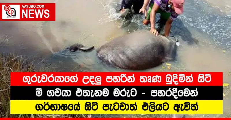 ගුරුවරයාගේ උදලු‍ පහරින් තෘණ බුදිමින් සිටි ගැබ්බර මී ගවයා එතැනම මරුට - පහරදීමෙන් ගර්භාෂයේ සිටි පැටවාත් එලියට ඇවිත්