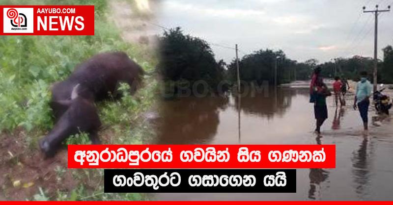අනුරාධපුරයේ ගවයින් සිය ගණනක් ගංවතුරට ගසාගෙන යයි