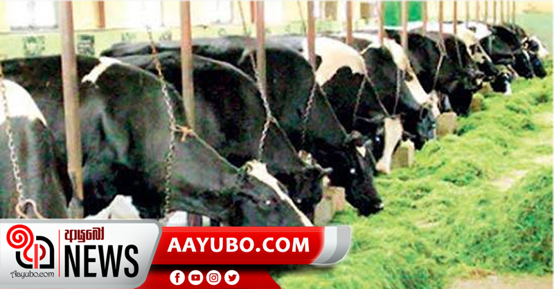 ශීඝ්‍රයෙන් ව්‍යාප්ත වන ගව වෛරසය ගැන සොයන්න කමිටුවක්
