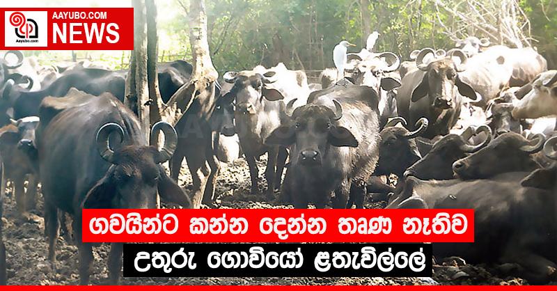 ගවයින්ට කන්න දෙන්න තෘණ නෑතිව උතුරු ගොවියෝ ළතැවිල්ලේ