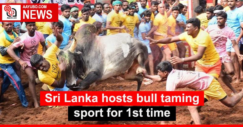 Sri Lanka hosts bull taming sport for 1st time