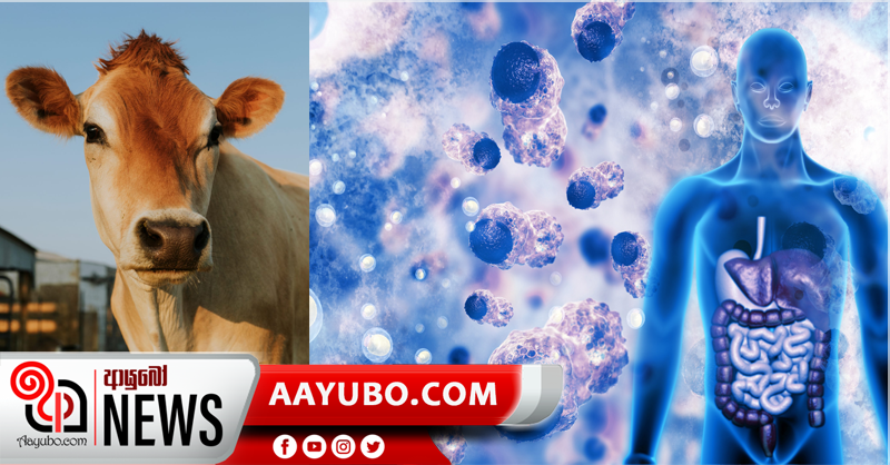 ගව මස්  නිසා ඇතිවන  පිළිකාව ගැන අනාවරණයක්