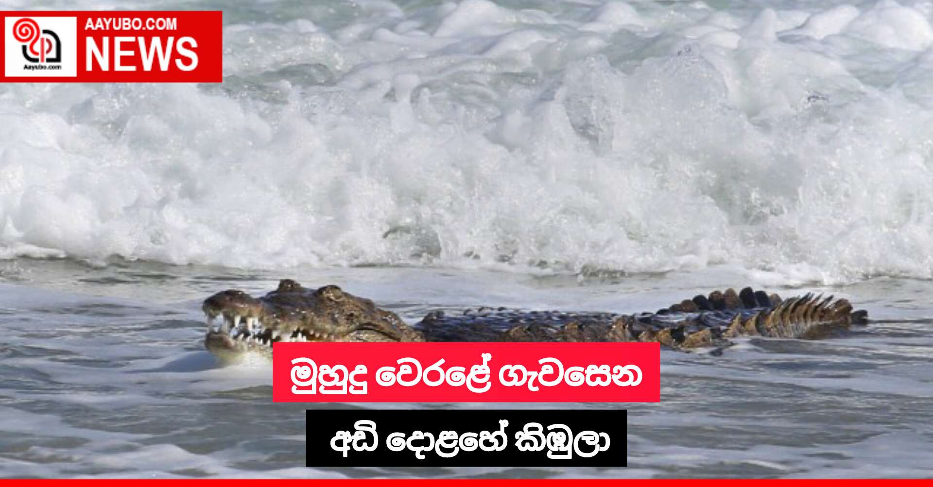 මුහුදු වෙරළේ ගැවසෙන අඩි දොළහේ කිඹුලා