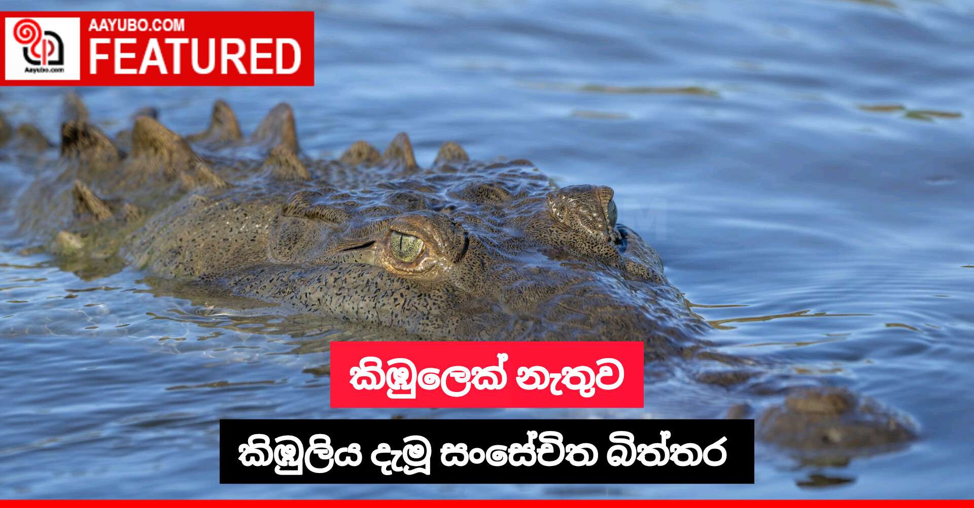 කිඹුලෙක් නැතුව කිඹුලිය දැමූ සංසේචිත බිත්තර 