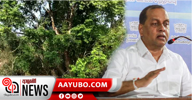 දාරළුවේ දුර්ලභ ශාකය : මධ්‍යම අධිවේගයේ පරිසර ඇගයීම් වාර්තාව ගැන විමර්ශනයක්
