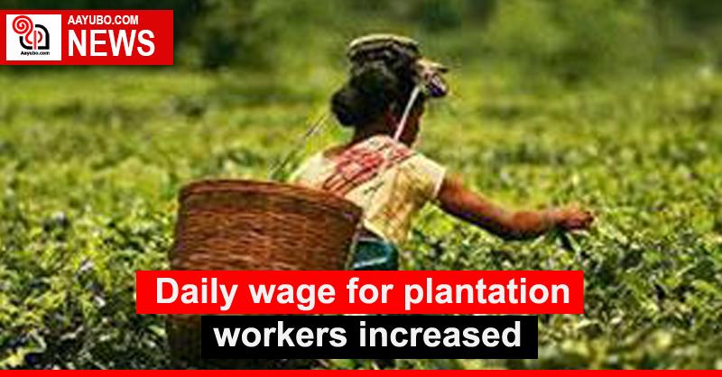 Daily wage for plantation workers increased
