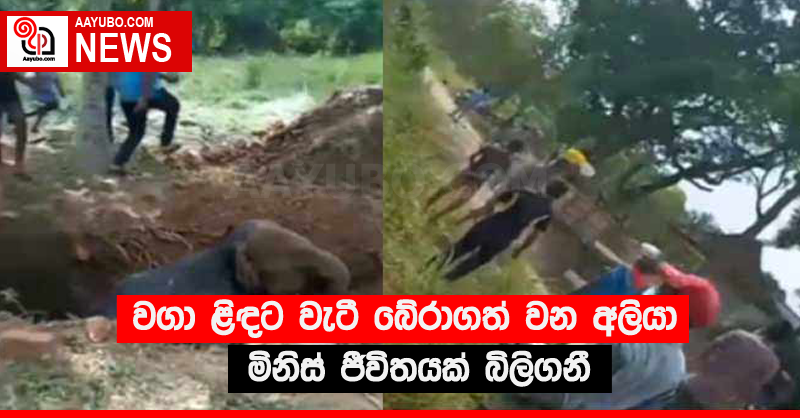 වගා ළිඳට වැටී බේරාගත් වන අලියා මිනිස් ජීවිතයක් බිලිගනී