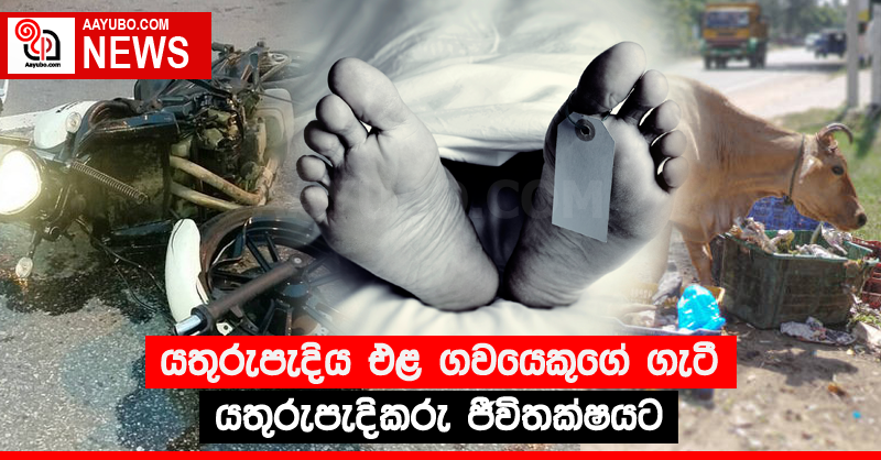 යතුරුපැදිය එළ ගවයෙකුගේ ගැටී යතුරුපැදිකරු ජීවිතක්‍ෂයට