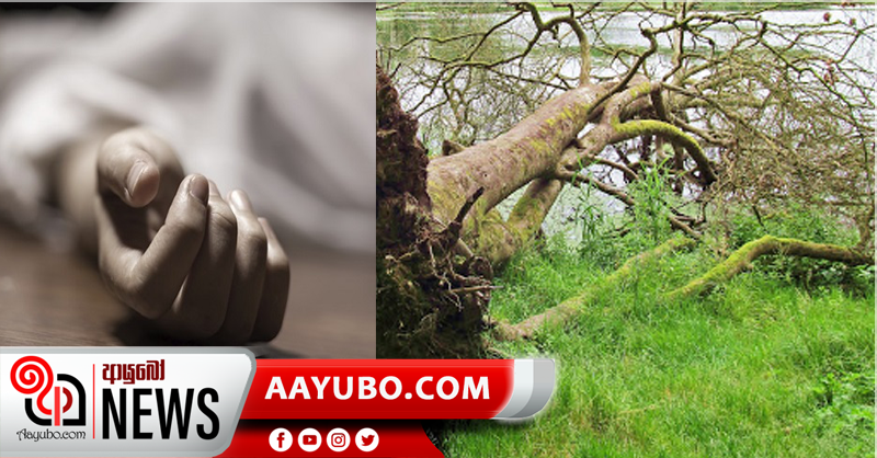 ගසක් වැටිමෙන් තේ දළු නෙළමින් සිටි කාන්තාවන් දෙදෙනෙක් මරුට