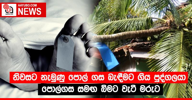 නිවසට නැමුණු පොල් ගස බැඳීමට ගිය පුද්ගලයා පොල්ගස සමඟ බිමට වැටී මරුට