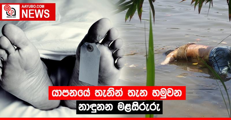යාපනයේ තැනින් තැන හමුවන නාඳුනන මළසිරුරු