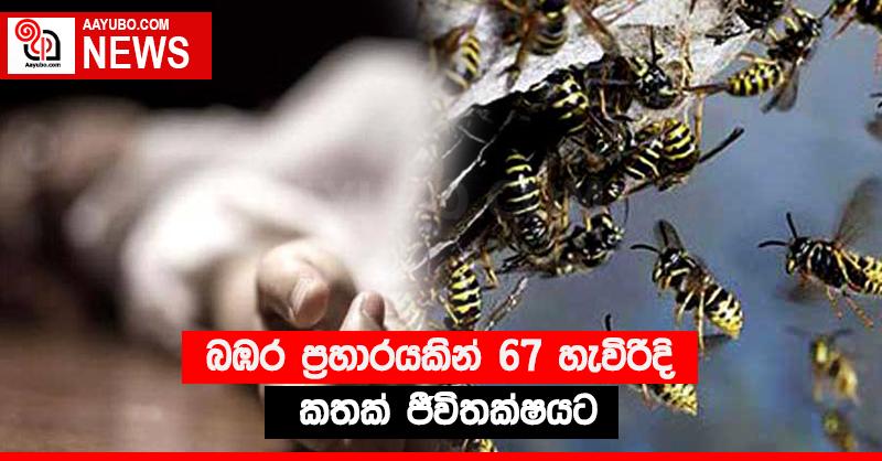 බඹර ප්‍රහාරයකින් 67 හැවිරිදි කතක් ජීවිතක්‍ෂයට
