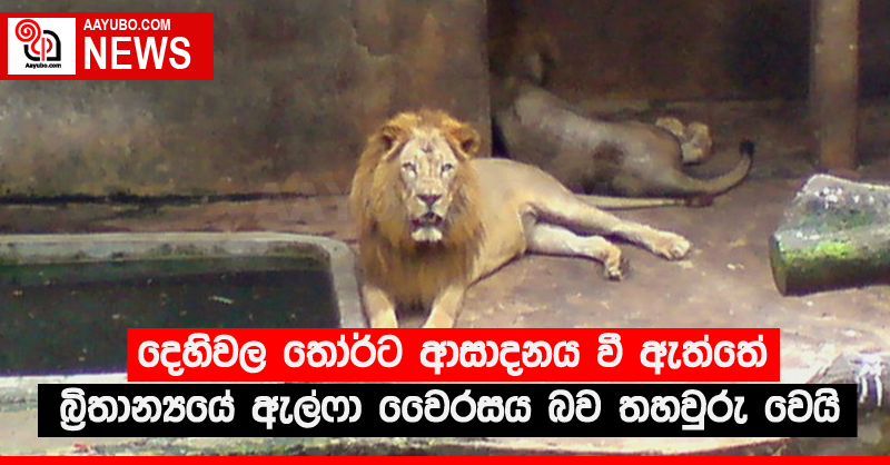දෙහිවල තෝර්ට ආසාදනය වී ඇත්තේ බ්‍රිතාන්‍යයේ ඇල්ෆා වෛරසය බව තහවුරු වෙයි