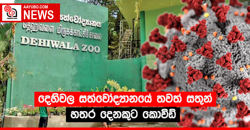දෙහිවල සත්වෝද්‍යානයේ තවත් සතුන් හතර දෙනකුට කොවිඩ්