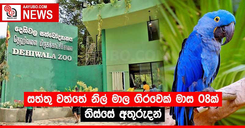 සත්තු වත්තේ නිල් මාල ගිරවෙක් මාස 08ක් තිස්සේ අතුරුදන්
