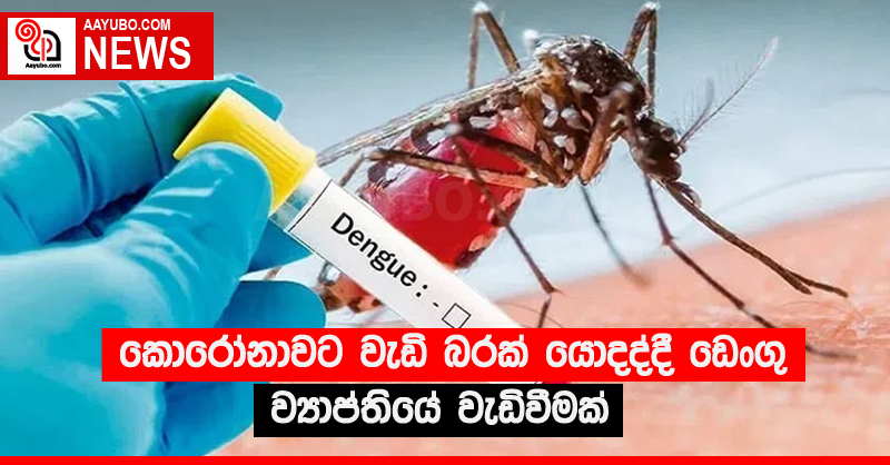 කොරෝනාවට වැඩි බරක් යොදද්දී ඩෙංගු ව්‍යාප්තියේ වැඩිවීමක්