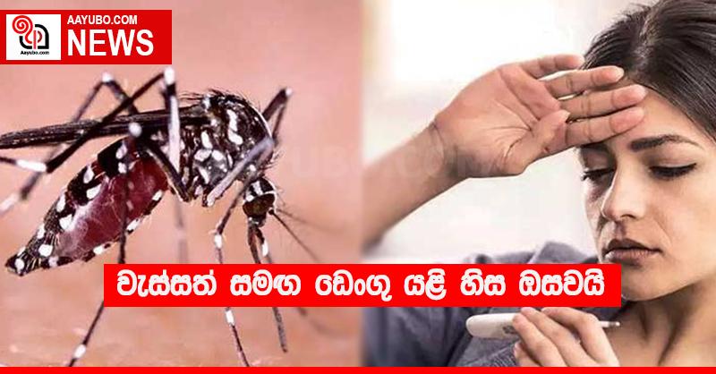 වැස්සත් සමඟ ඩෙංගු යළි හිස ඔසවයි