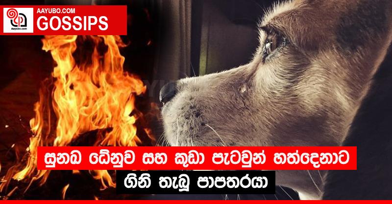 සුනඛ ධේනුව සහ කුඩා පැටවුන් හත්දෙනාට ගිනි තැබූ පාපතරයා