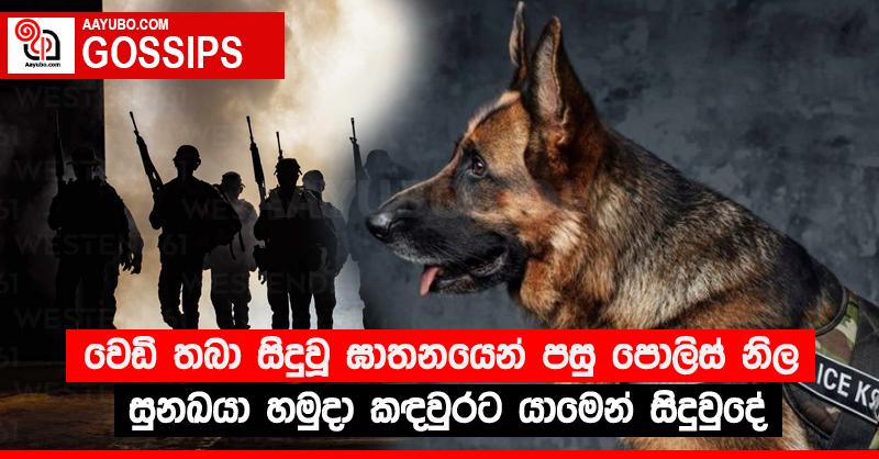 වෙඩි තබා සිදුවූ ඝාතනයෙන් පසු පොලිස් නිල සුනඛයා හමුදා කඳවුරට යාමෙන් සිදුවුදේ