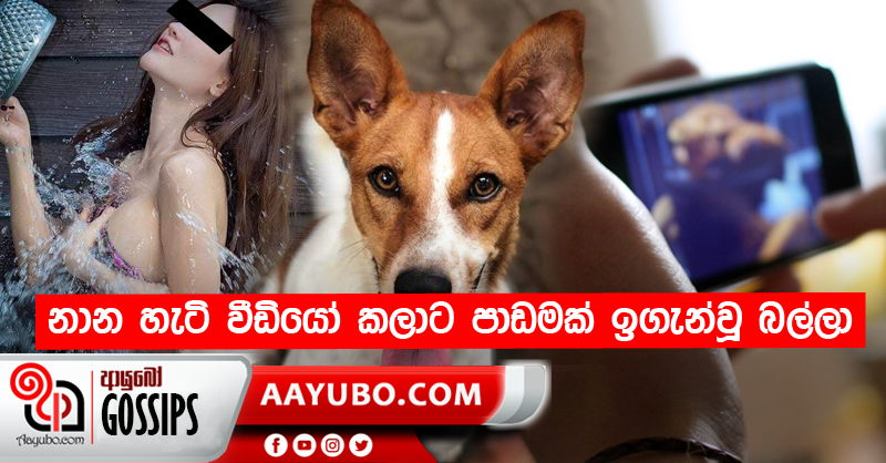 නාන හැටි වීඩියෝ කලාට පාඩමක් ඉගැන්වූ බල්ලා