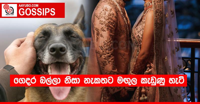 ගෙදර බල්ලා නිසා නැකතට මඟු‍ල කැඩුණු හැටි