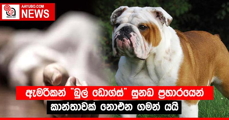 ඇමරිකන් “බුල් ඩොග්ස්” සුනඛ ප්‍රහාරයෙන් කාන්තාවක් නොඑන ගමන් යයි